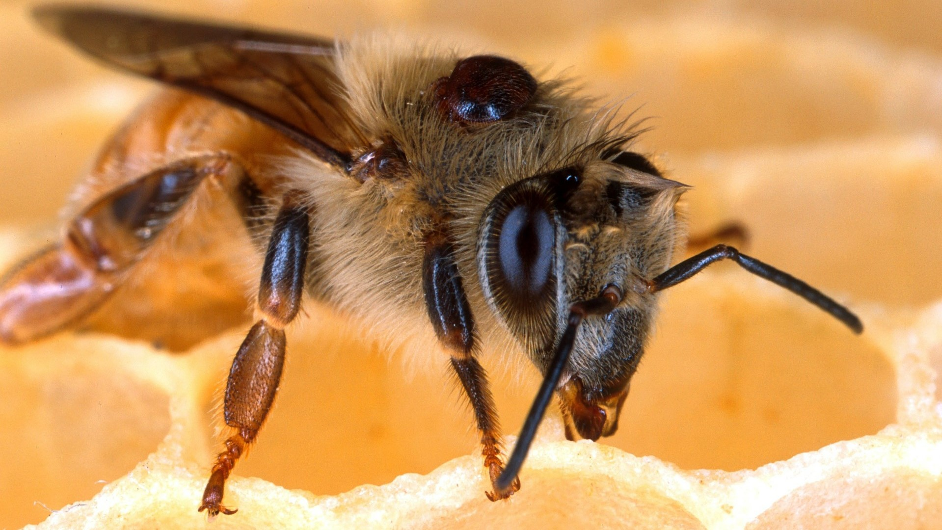 honeybee colony