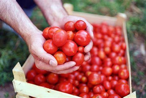 tomato prices india